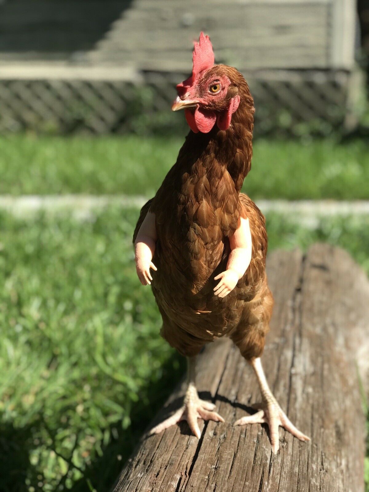 Baby Chicken Arm For Chickens As Seen On FB Chicken Arm Armed Chicken Armed Pet - GoodBuy.ai