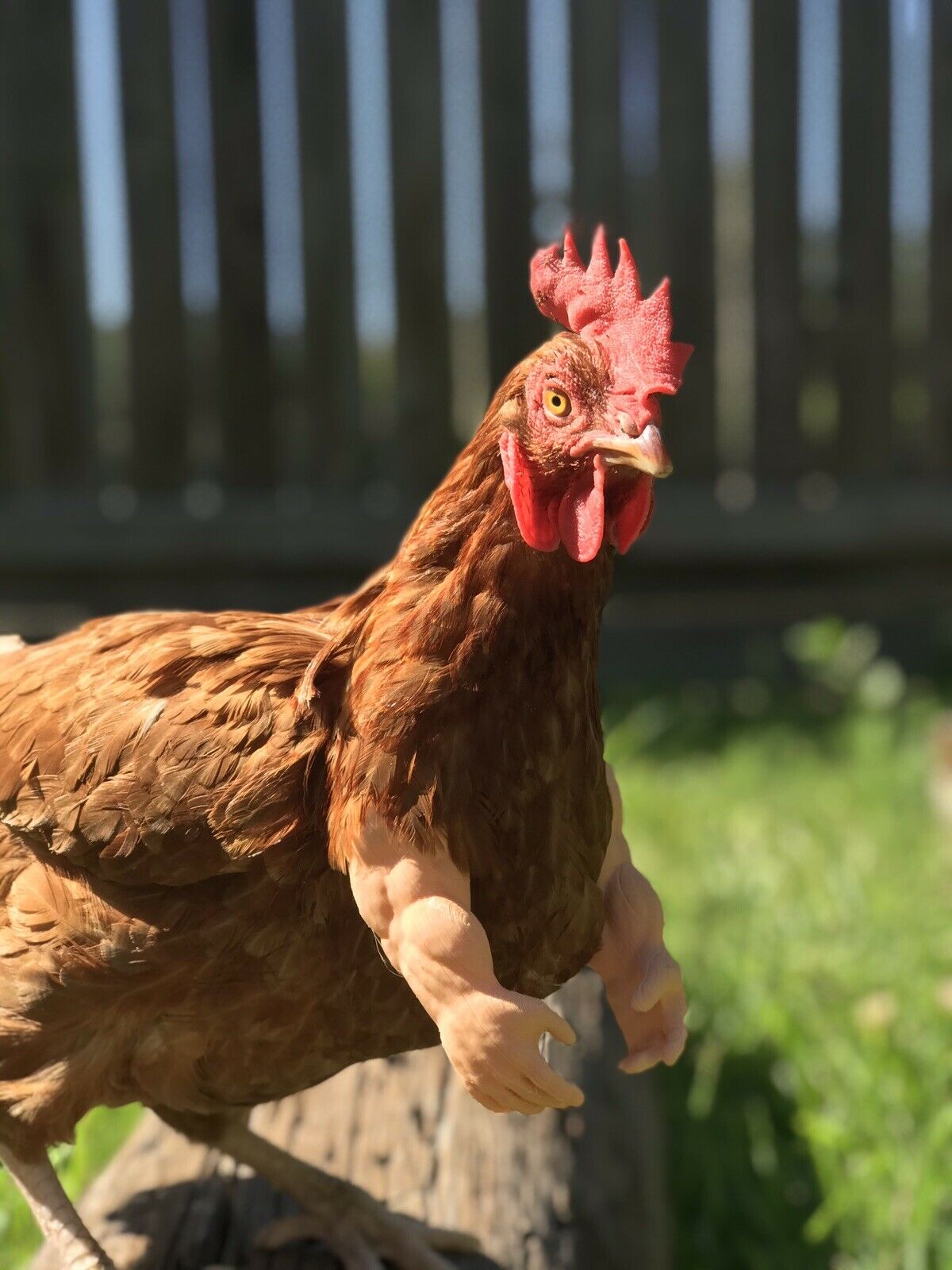 As Seen On FB Strong Chicken Arm Armed Chicken Meme Chicken Arm For Chickens Black Friday - GoodBuy.ai