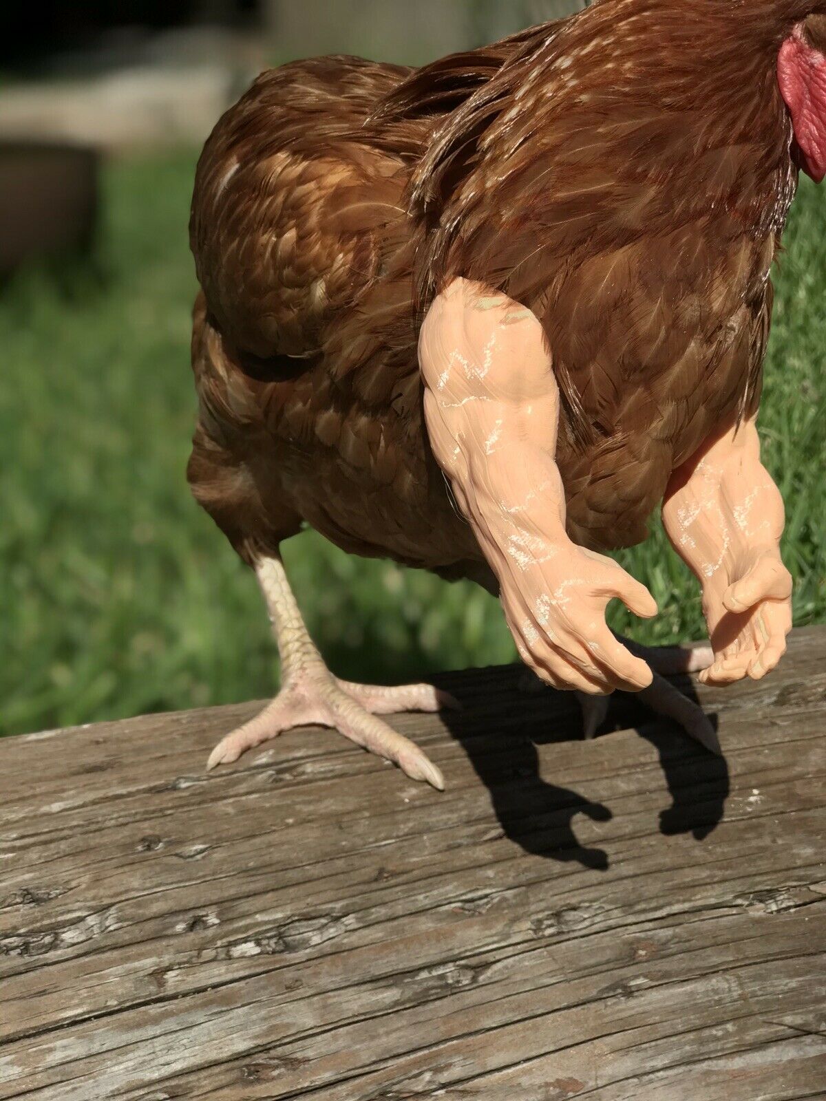 As Seen On FB Strong Chicken Arm Armed Chicken Meme Chicken Arm For Chickens Black Friday - GoodBuy.ai