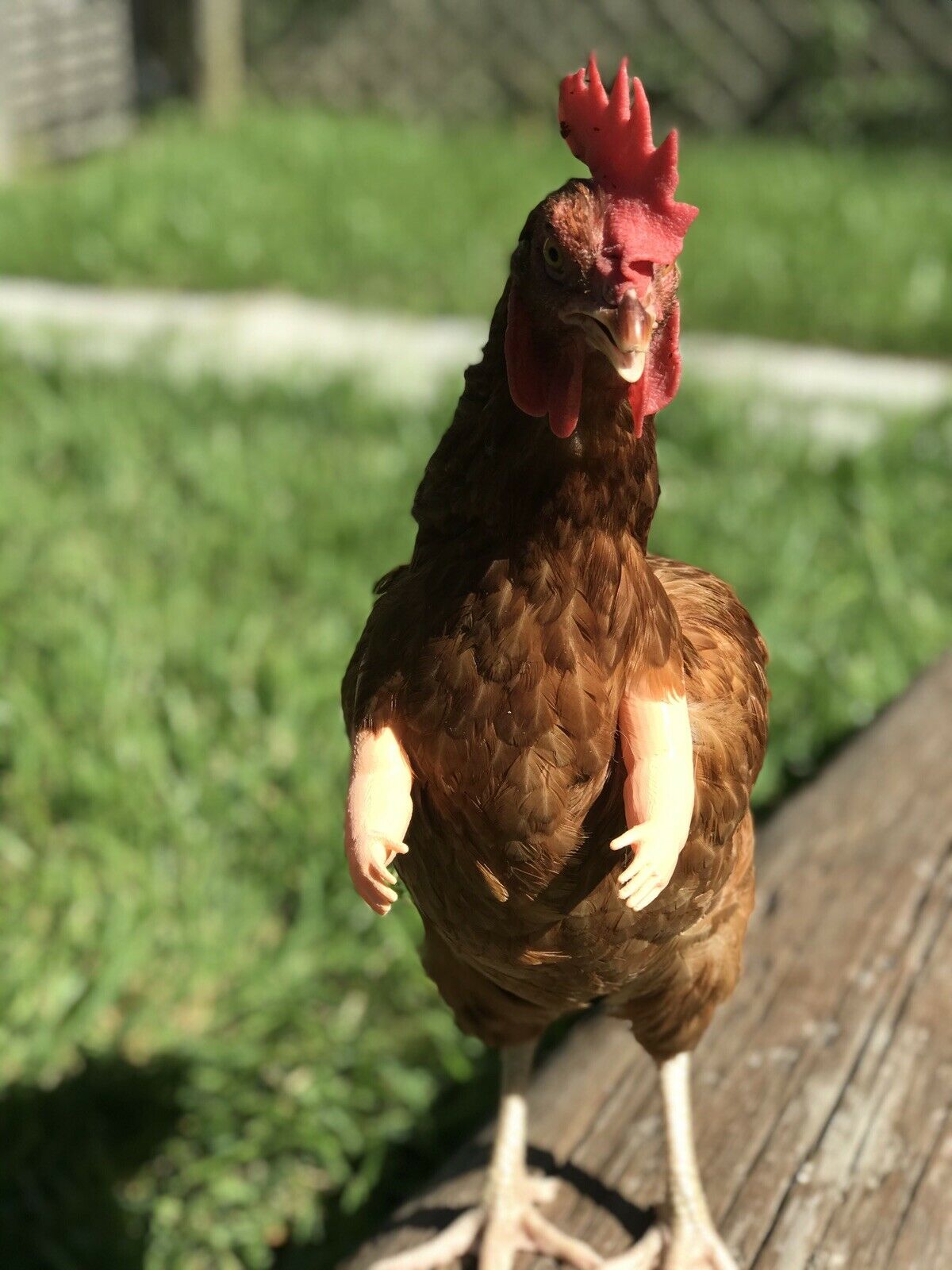 Baby Chicken Arm For Chickens As Seen On FB Chicken Arm Armed Chicken Armed Pet - GoodBuy.ai