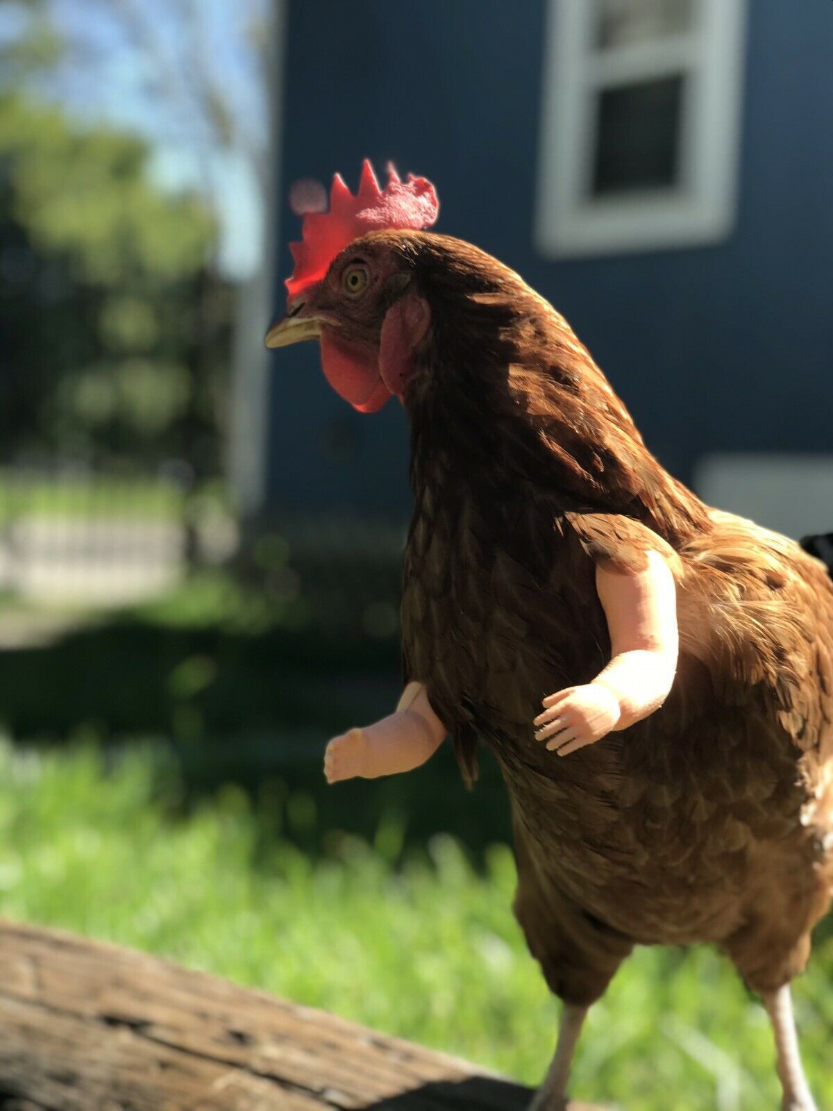 Baby Chicken Arm For Chickens As Seen On FB Chicken Arm Armed Chicken Armed Pet - GoodBuy.ai