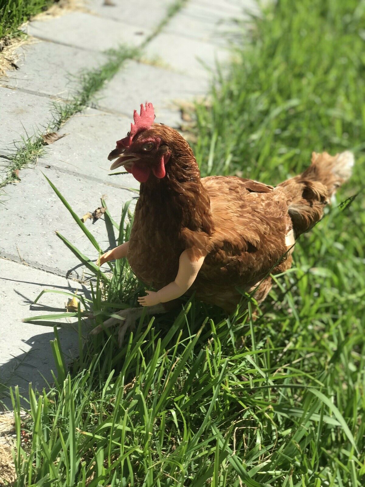 Baby Chicken Arm For Chickens As Seen On FB Chicken Arm Armed Chicken Armed Pet - GoodBuy.ai