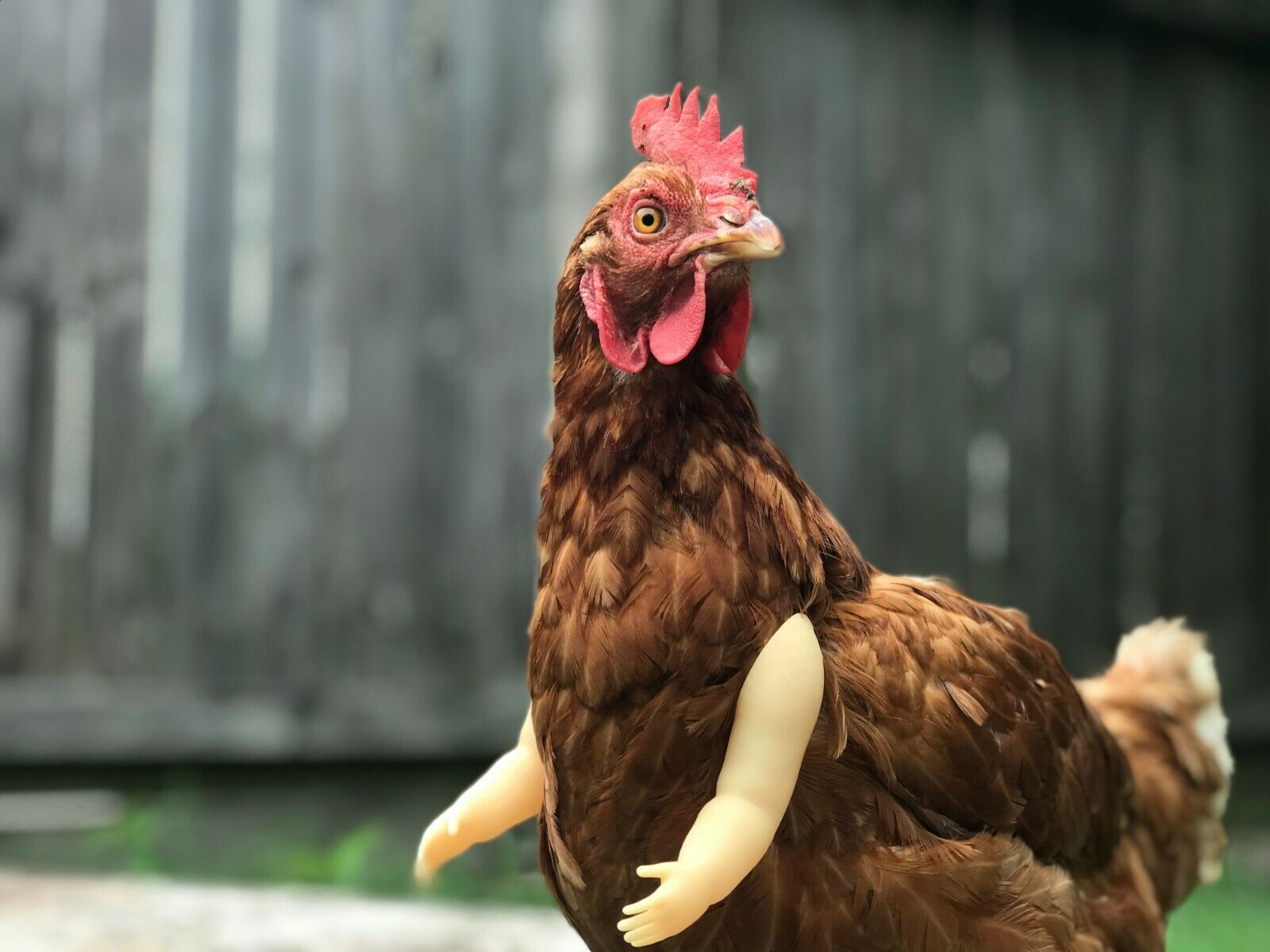 Baby Chicken Arm For Chickens As Seen On FB Chicken Arm Armed Chicken Armed Pet - GoodBuy.ai