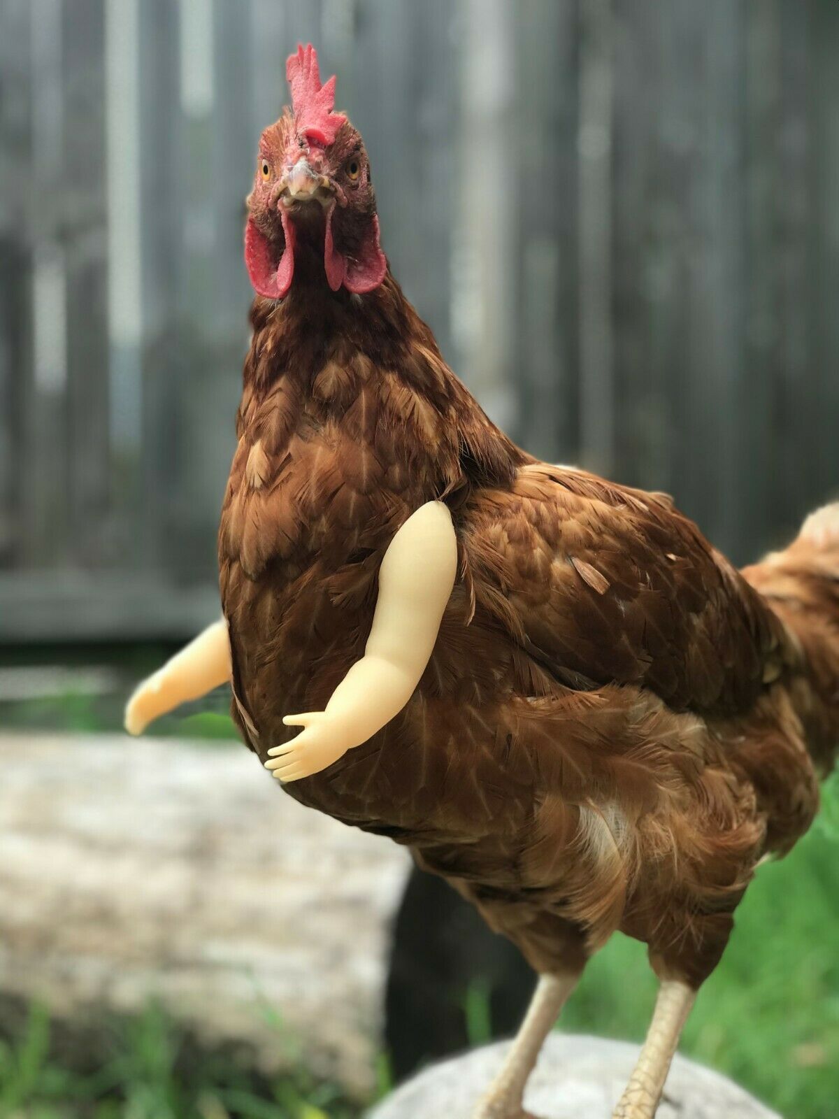 Baby Chicken Arm For Chickens As Seen On FB Chicken Arm Armed Chicken Armed Pet - GoodBuy.ai