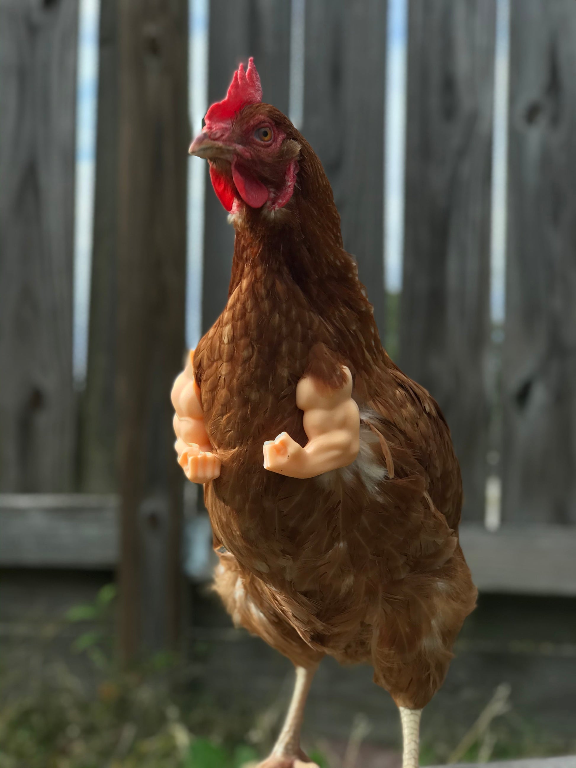 Fist Chicken Arms Made in Texas USA - Meme Fist Fighting Chicken - GoodBuy.ai