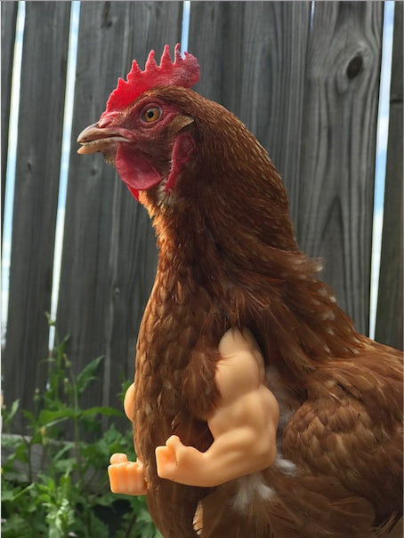 Fist Chicken Arms Made in Texas USA - Meme Fist Fighting Chicken - GoodBuy.ai