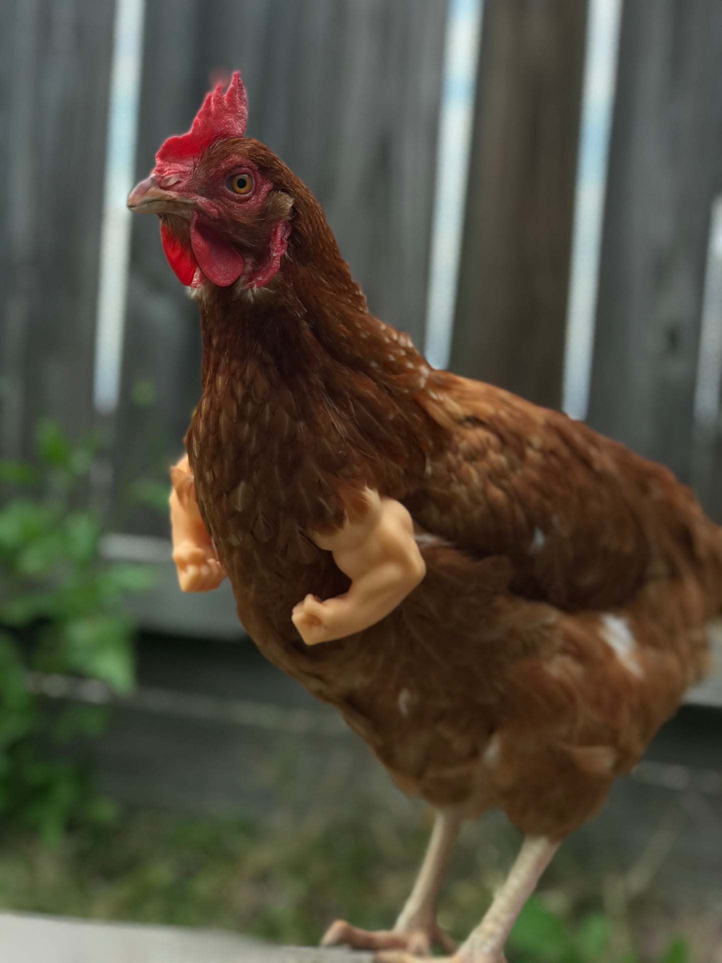 Fist Chicken Arms Made in Texas USA - Meme Fist Fighting Chicken - GoodBuy.ai