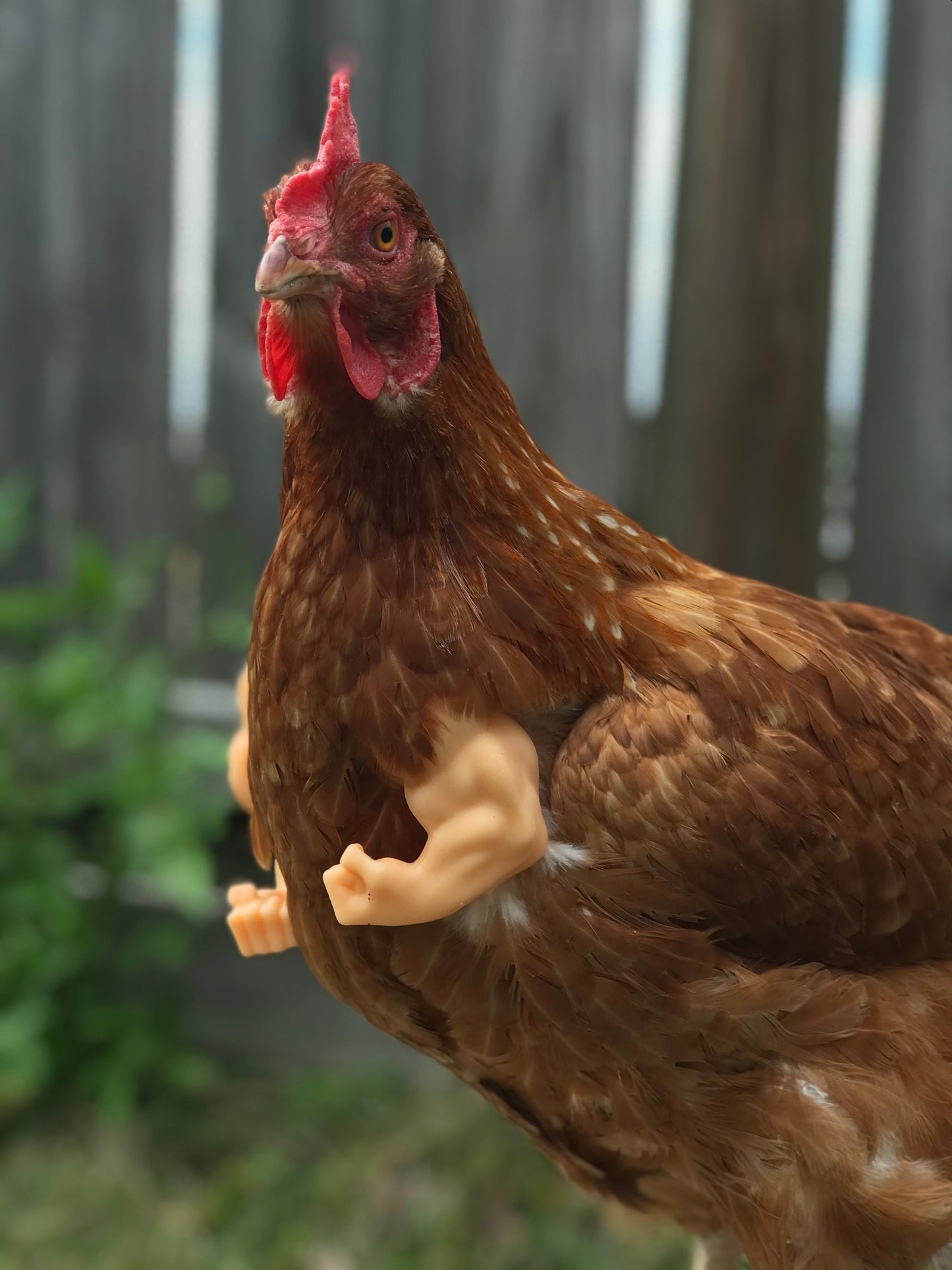 Fist Chicken Arms Made in Texas USA - Meme Fist Fighting Chicken - GoodBuy.ai