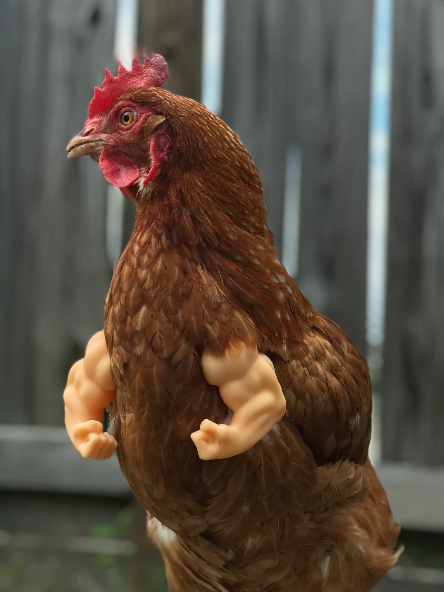 Fist Chicken Arms Made in Texas USA - Meme Fist Fighting Chicken - GoodBuy.ai